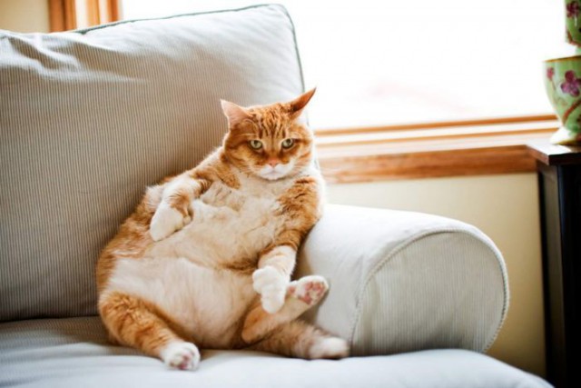 Коты и Кошки