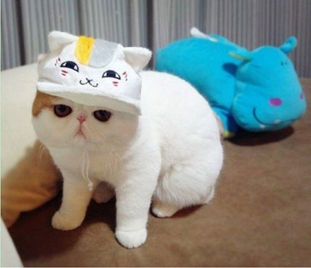 Коты и Кошки