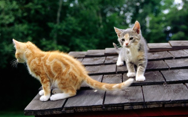 Коты и Кошки