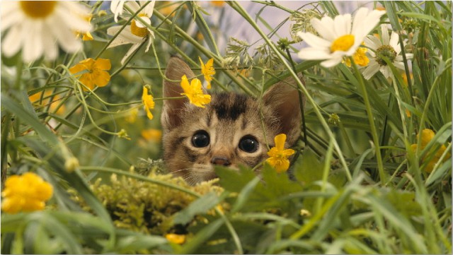 Коты и Кошки
