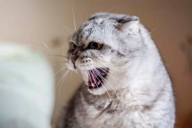 Коты и Кошки