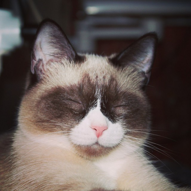 Коты и Кошки