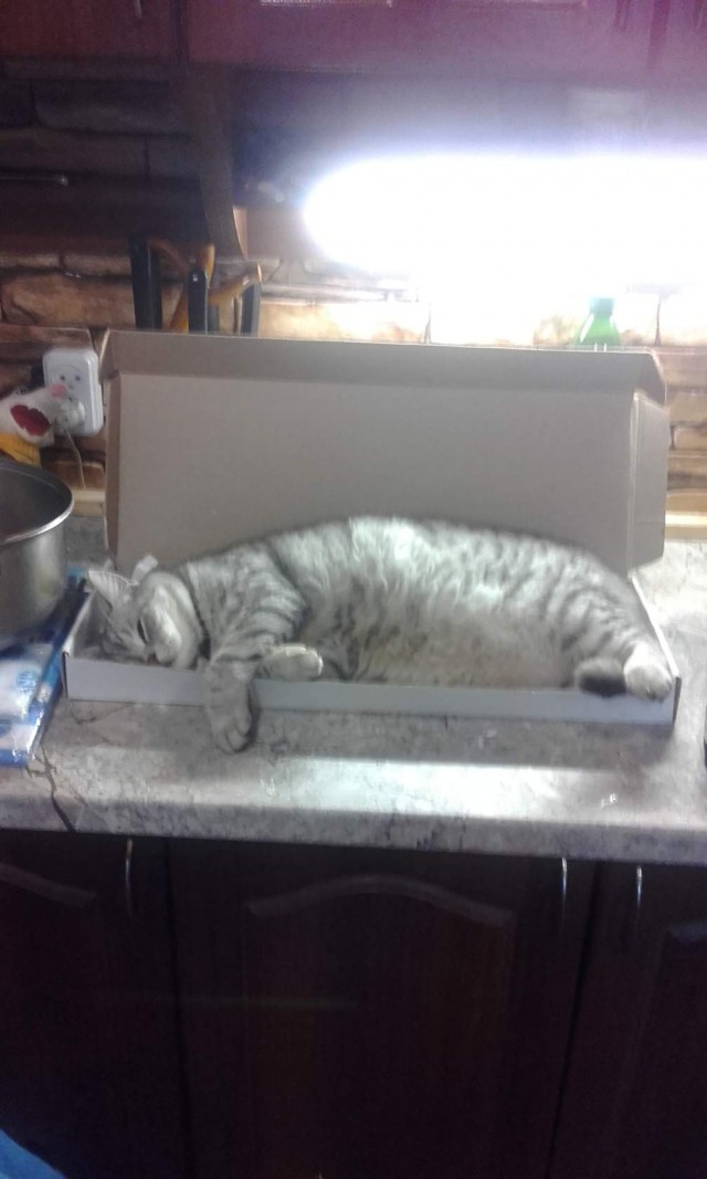 Коты и Кошки