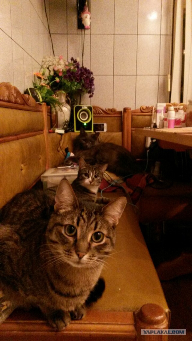 Котовторник 9.01.2018