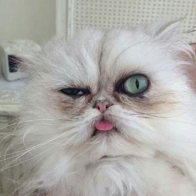 Фотобомбы котов