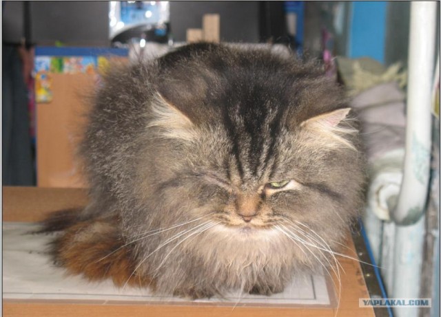 Котейка