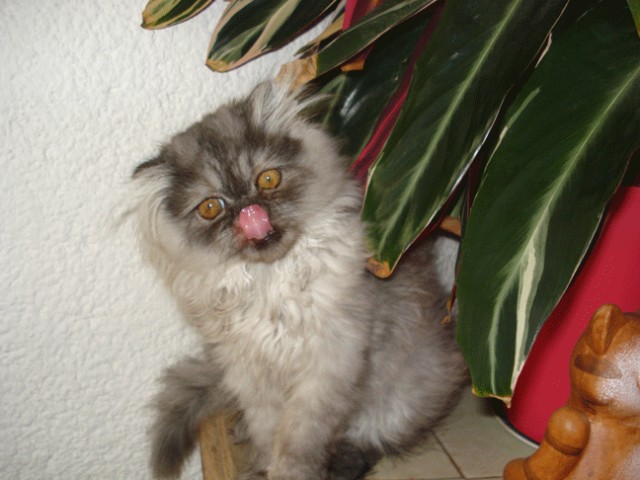 Котовторник 1.02.2011