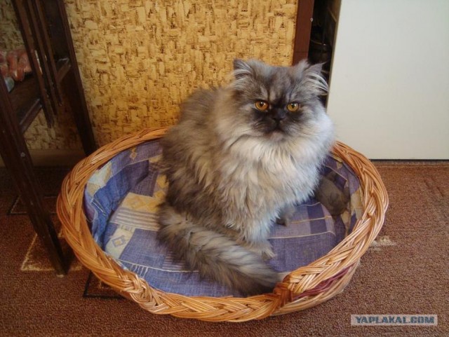 Сегодня котовторник, а котиков все нет