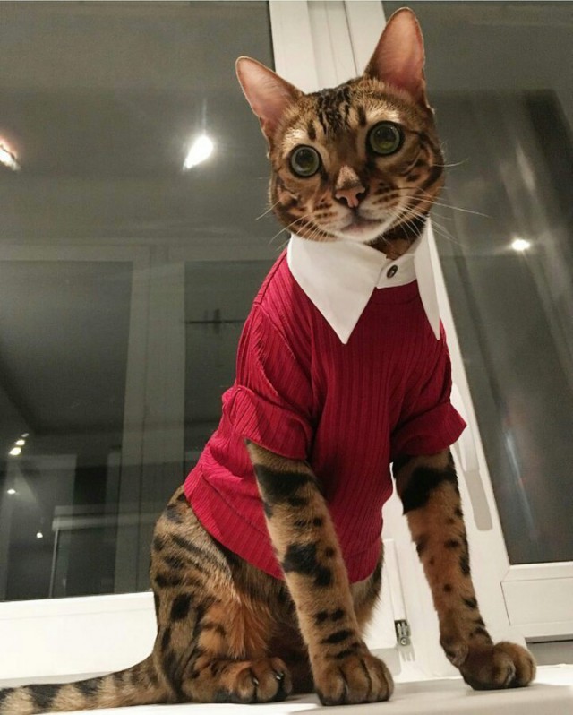 Прикольных котов пост
