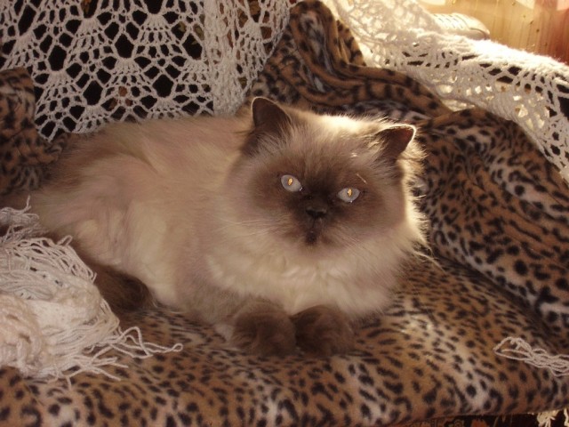 Первый котовторник июля