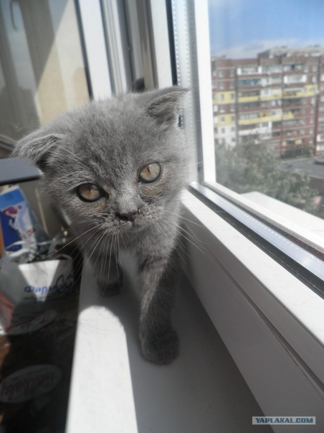 Котовторник в "КотоГетто"