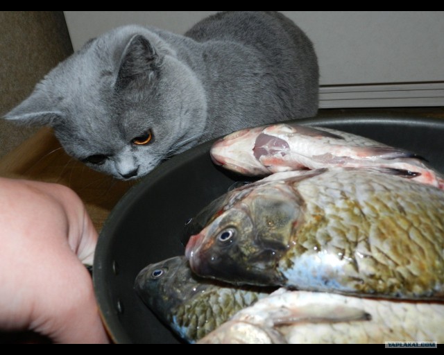 С котовторником !