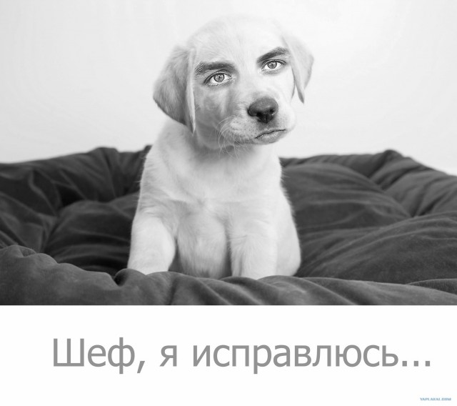 Типичный офис в собачьих мордах