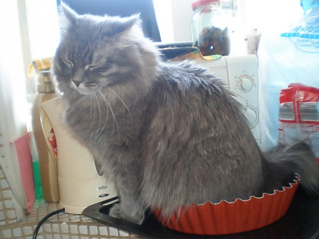 Котовторник (07.02.2012)