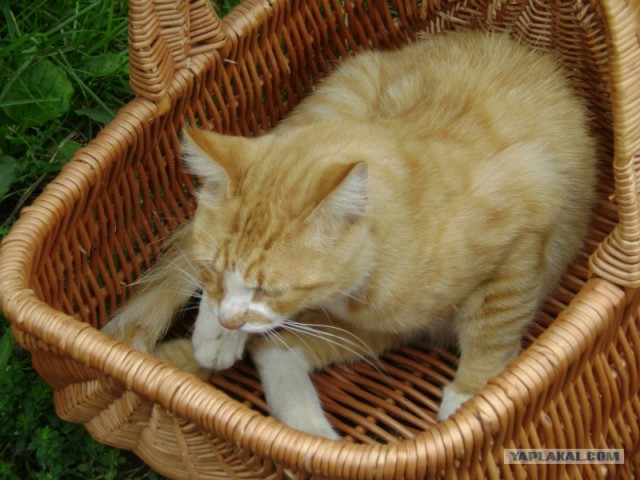 Котовторник 27.03.2012