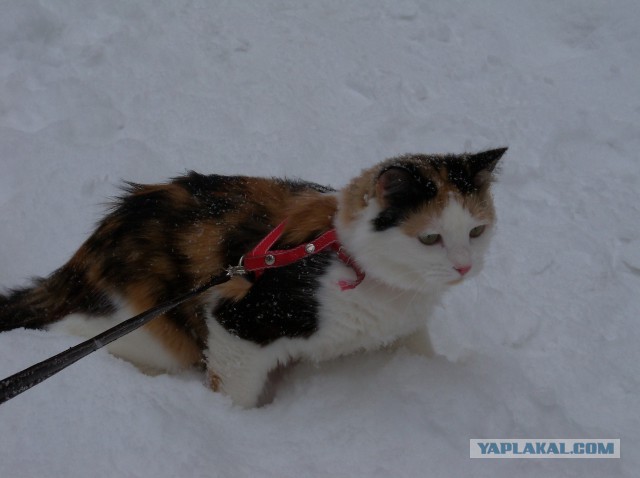 Снежный кот. Первому снегу посвящается.