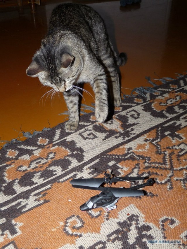 Котовторник  17.07.2012