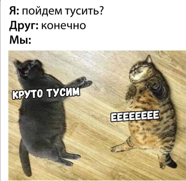 Забавные фото котеек