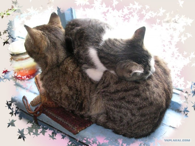 Котонянька и котовторник