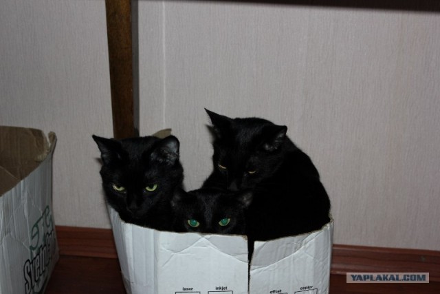 Котовторник 29.01.2013