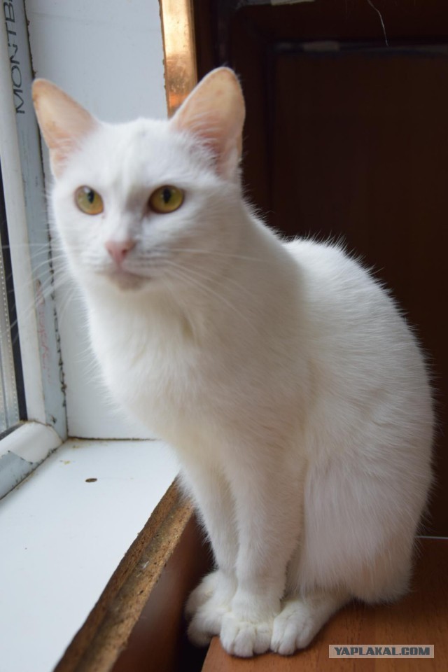 котовторник 07.05.2019