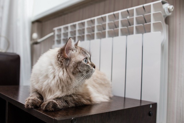 Котовторник! начнем? 04.06.19