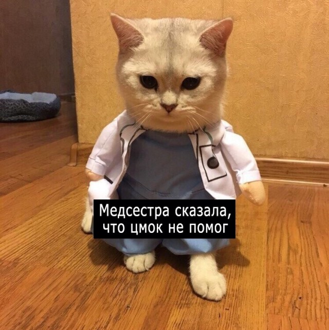 Забавные фото котеек