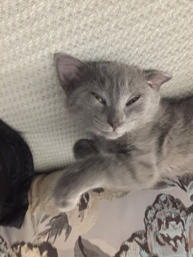 Забавные фото котеек