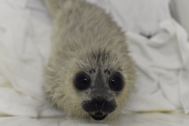 Зоологи показали фото спасенной в Петербурге маленькой нерпы Ксюши