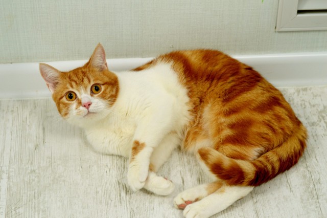 Коты из сети
