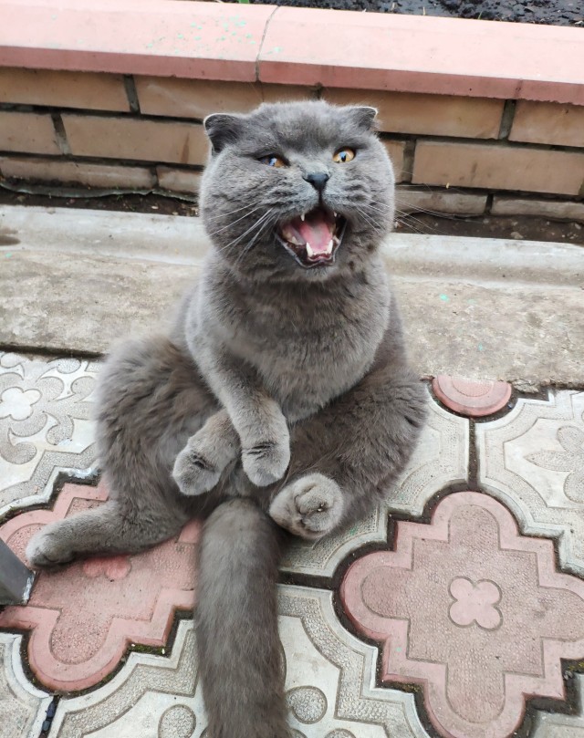 Как я кота к унитазу приучил