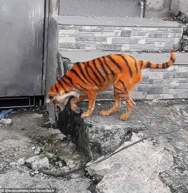 Раскрасили бездомного пса под тигра