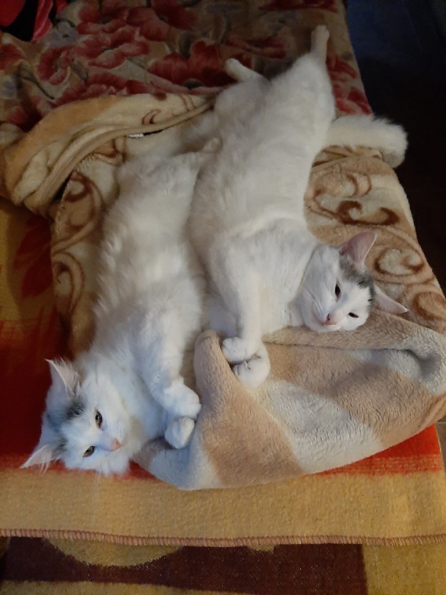 Эти забавные животные