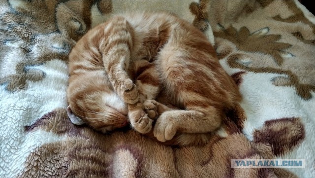 Котовторник 13.10.2020