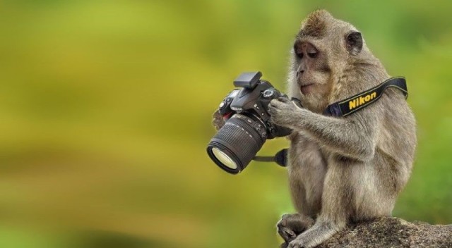 Пост шедевральной милоты: как любопытные животные мешают фотографам