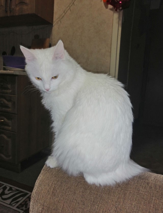 Кошатник