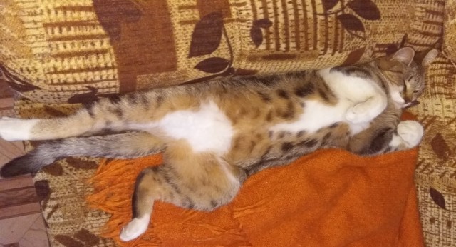 Котовторнику быть!