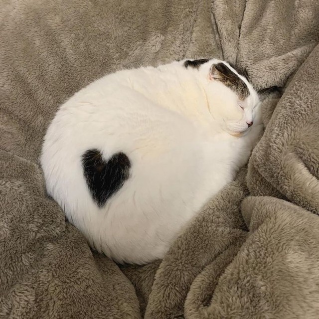 Котаны с забавным окрасом