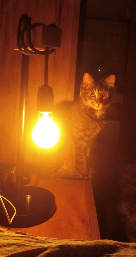 Котовторник же!
