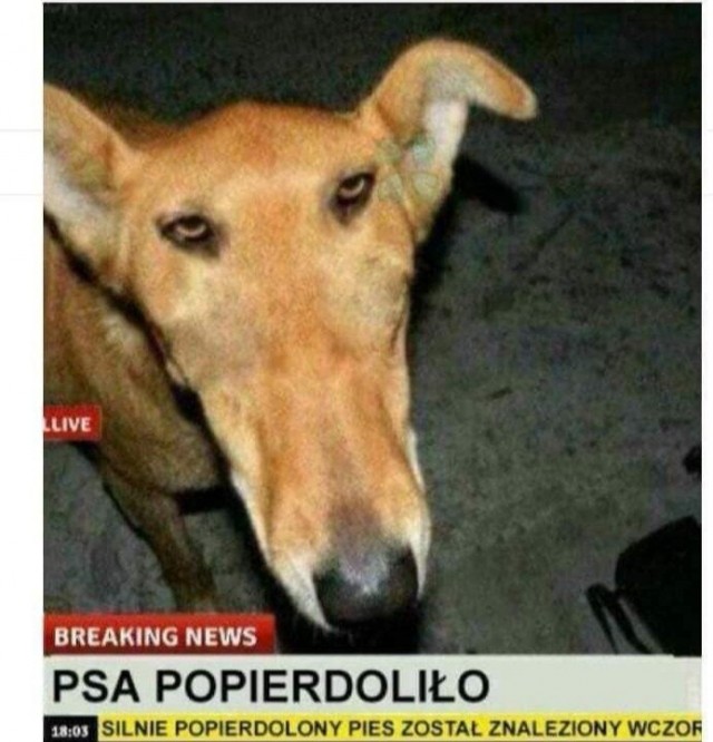 Спасти "рядового" Койота