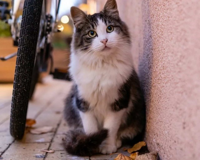 Разные котики