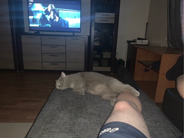 Последний котовторник лета