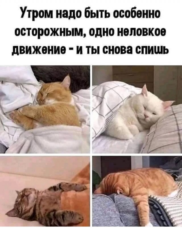 Весёлый полтишок 09.09.