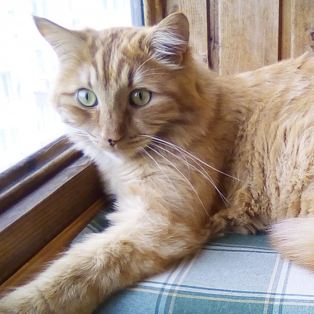 Котовторник же уже наступил?