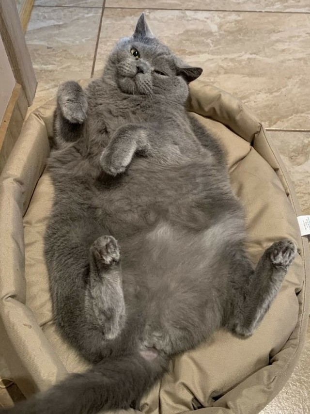 Котовторнику быть