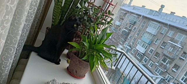 Котовторник так котовторник