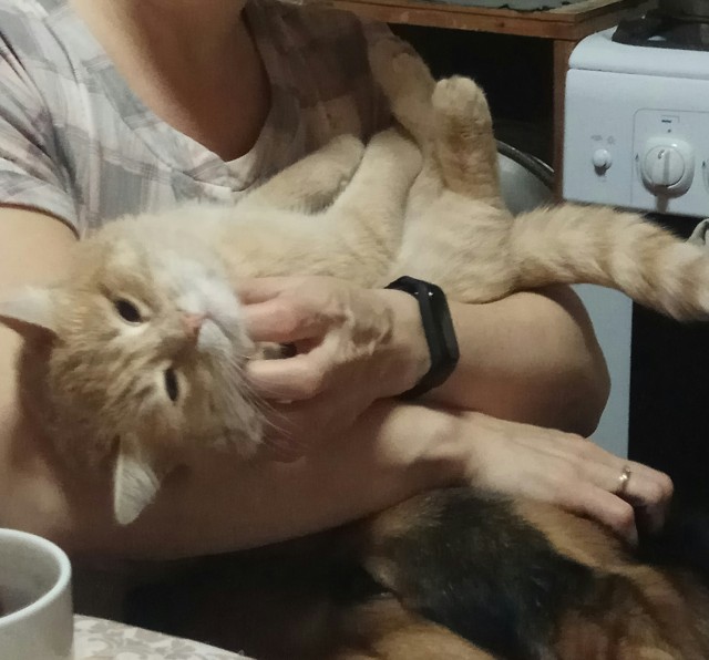 Котовторник 25.01.22
