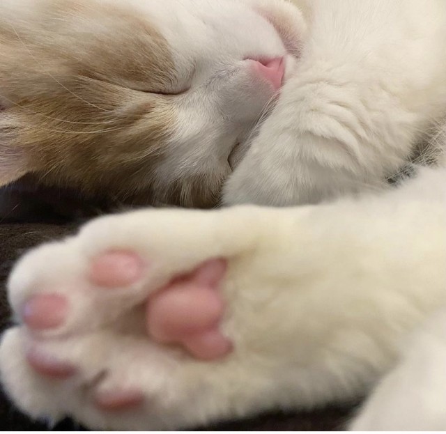 А это мой котан к котовторнику