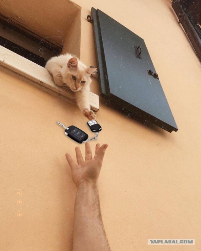 И снова день кошачий!