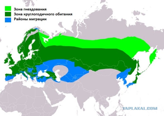 Эти интересные снегири